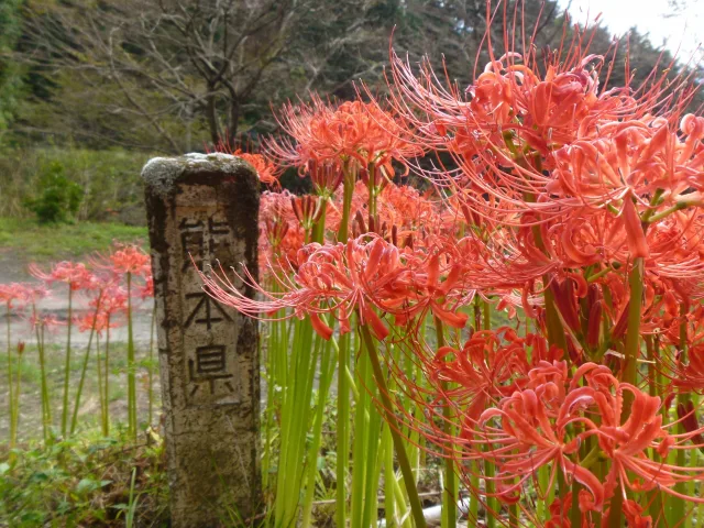 秋の季語 曼珠沙華 彼岸花 死人花 天蓋花 幽霊花 捨子花 狐花 セクト ポクリット